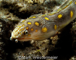 Searching - Image taken in Bonaire with a Nikon D100, 105... by Mark Westermeier 